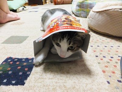 イメージ 1