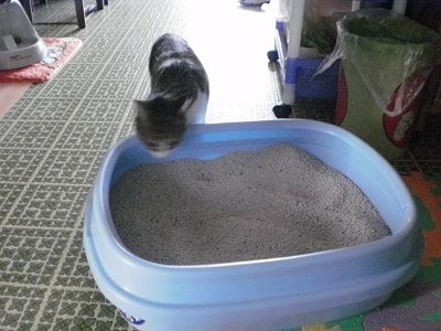 イメージ 5