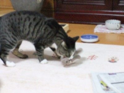 イメージ 5