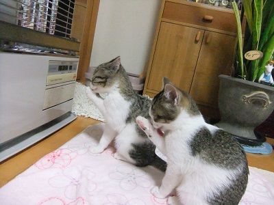 イメージ 2
