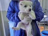 2012227センター子犬2