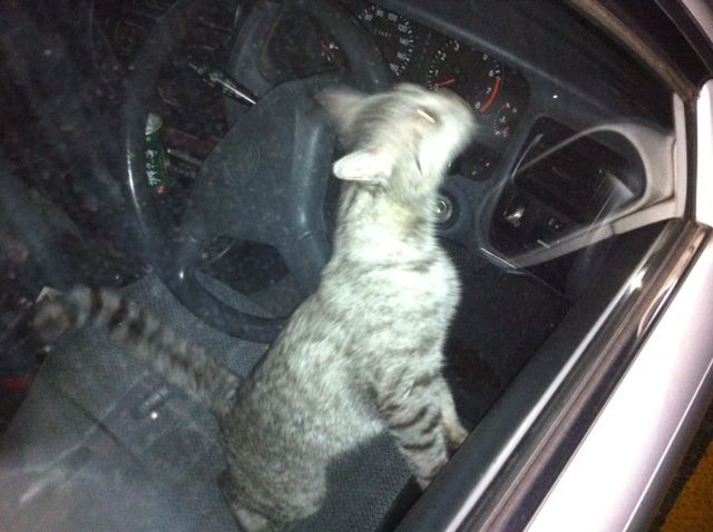 虐待です 車中ネコ 幸せになろうね 虐待です 車中ネコ 幸せになろうね