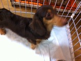 2012219ダックス1