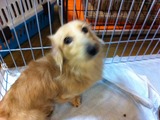 2012219ダックス3