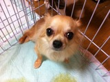 2012220チワワむ