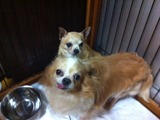 201169チワワ達