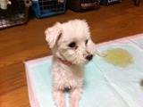 2012227のっこ