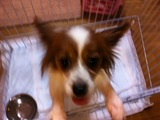 2012219パピヨン1