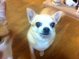 20111020トフィー1