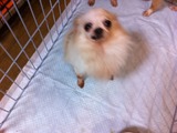 2012219チワワ3