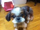 2011624シーズー