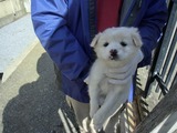 2012227センター子犬1