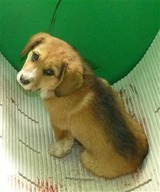 2012227センター子犬3