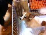 2012219パピヨン2