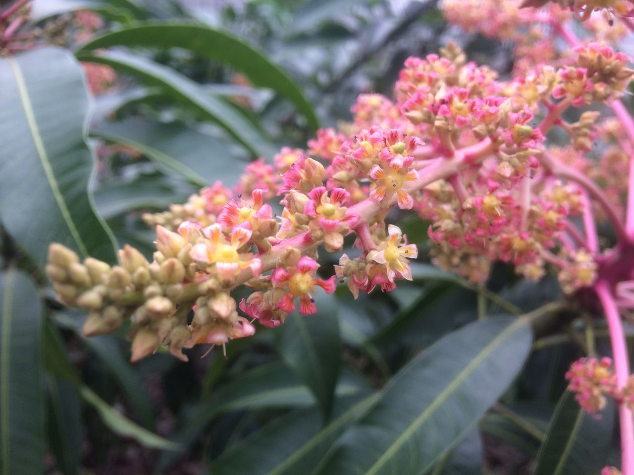 マンゴーの花 バンナフルーツファーム 八重山歳時記 マンゴーの花 バンナフルーツファーム 八重山歳時記