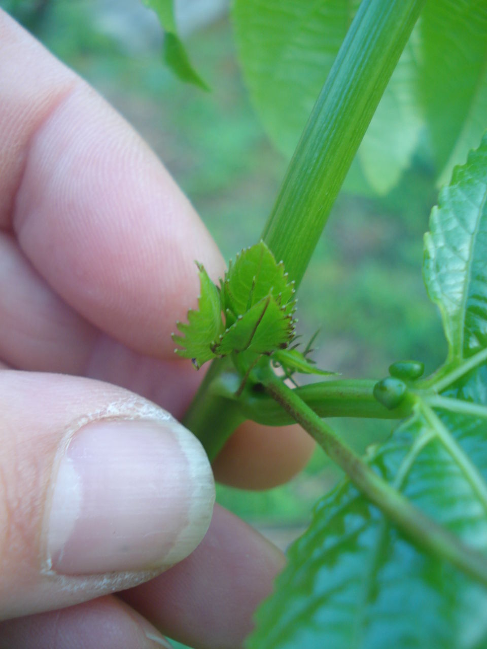 パッションフルーツの芽かき バンナフルーツファーム 八重山歳時記