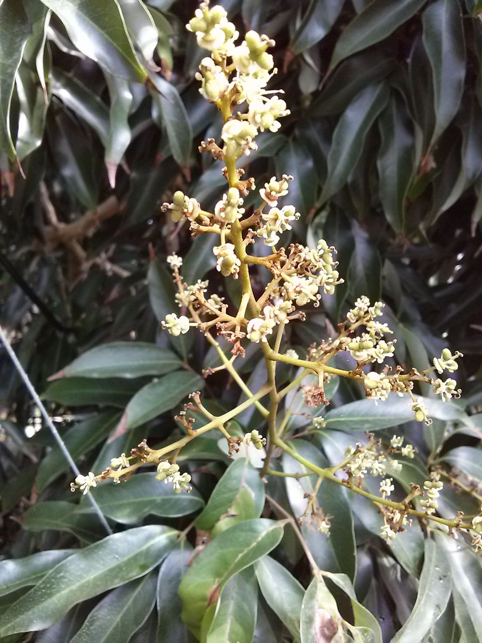 ライチの花開花 バンナフルーツファーム 八重山歳時記 ライチの花開花 バンナフルーツファーム 八重山歳時記