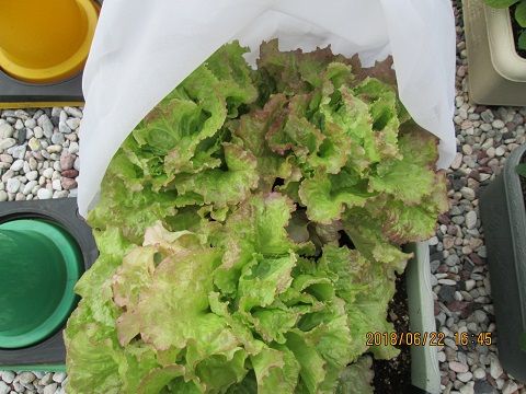イメージ 5
