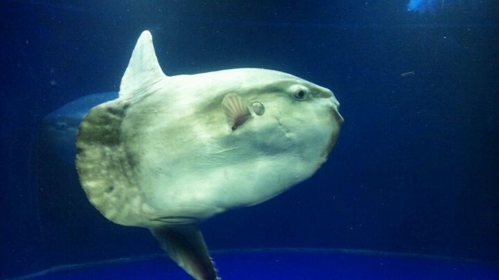サンシャイン水族館に公開されていたマンボウが1週間で死亡 おしキャラっ 今流行りのアニメやゲームのキャラクターのオモシロ情報をまとめるサイトです