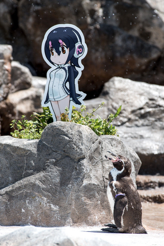 ご冥福を けもフレ のフルルに恋した東武動物公園のペンギン グレープ君 が死亡 お祈り致します おしキャラっ 今流行りのアニメやゲームのキャラクターのオモシロ情報をまとめるサイトです