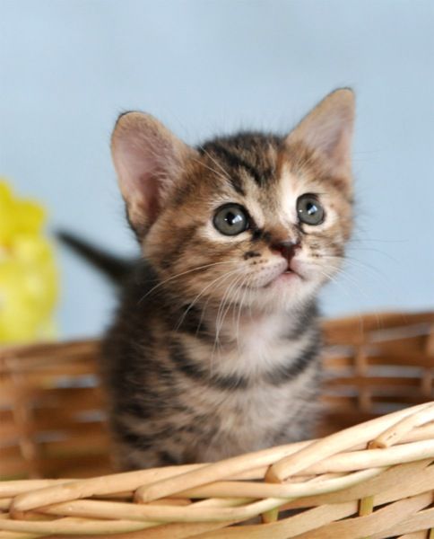 ガンダム好きすぎる猫カフェwwwwwwww : おしキャラっ 今