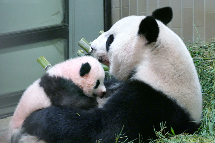 パンダ史上 上野動物園の投稿したシャンシャン親子の動画が可愛すぎてキュン死ｗｗｗｗｗｗｗ 最も美しいひざカックン おしキャラっ 今流行りのアニメやゲームのキャラクターのオモシロ情報をまとめるサイトです