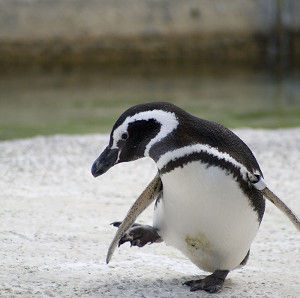pengin