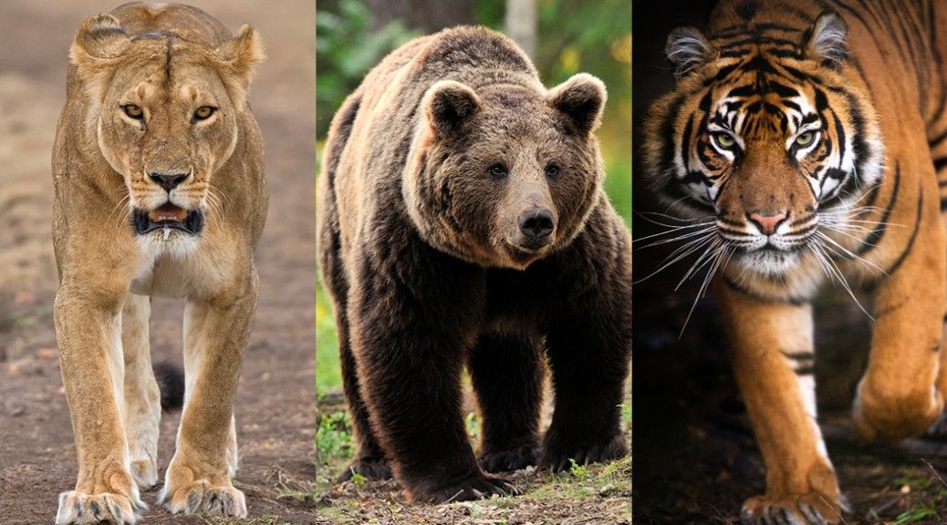 戦闘力 アメリカで 地上最強 の仲良し三兄弟が発見されるwwwwww ハンパないわwwwwwww おしキャラっ 今流行りのアニメやゲームのキャラクターのオモシロ情報をまとめるサイトです 戦闘力 アメリカで 地上最強 の仲良し三兄弟が発見されるwwwwww ハンパないわwwwwwww おしキャラっ 今流行りのアニメやゲームのキャラクターのオモシロ情報をまとめるサイトです
