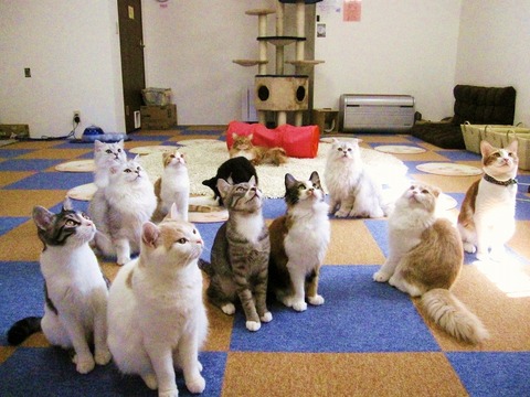 nekocafe