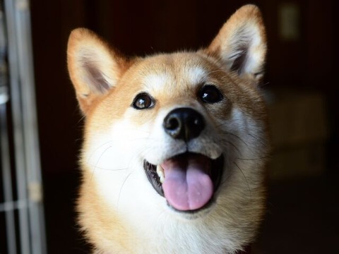 分解できるおもちゃを自分が壊したと思ってへこむ犬がめっちゃ可愛いｗｗｗｗｗｗ おしキャラっ 今流行りのアニメやゲームのキャラクターのオモシロ情報をまとめるサイトです