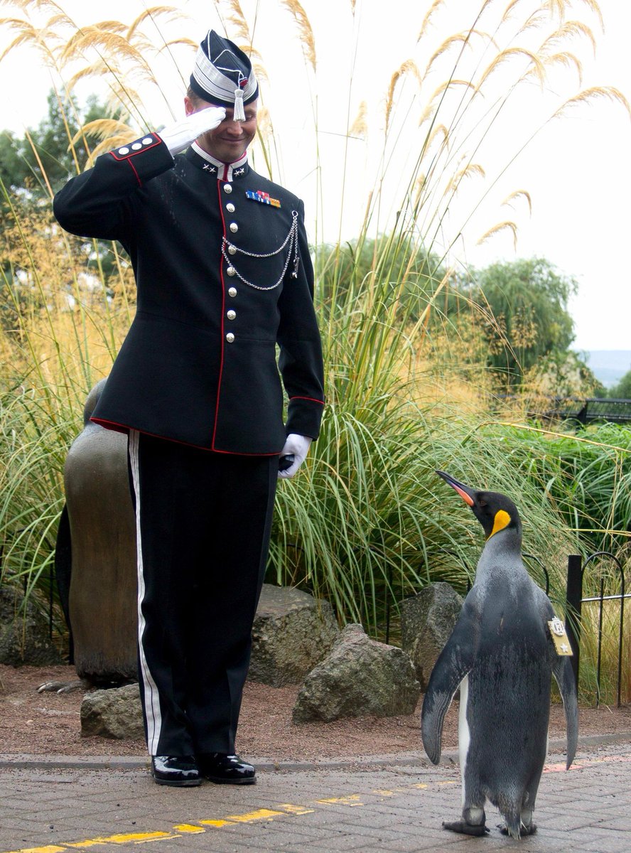 ペンギンの准将 ニルス オーラヴ卿 がノルウェー軍を閲兵する姿が可愛いと話題にｗｗｗｗｗｗｗｗ おしキャラっ 今流行りのアニメやゲームのキャラクターのオモシロ情報をまとめるサイトです
