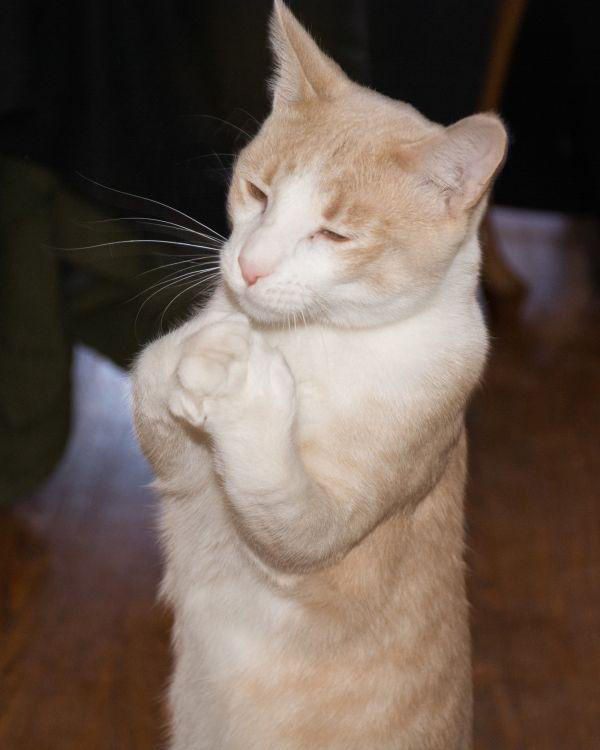 まさに神の使い 神々しい猫 現る おしキャラっ 今流行りのアニメやゲームのキャラクターのオモシロ情報をまとめるサイトです