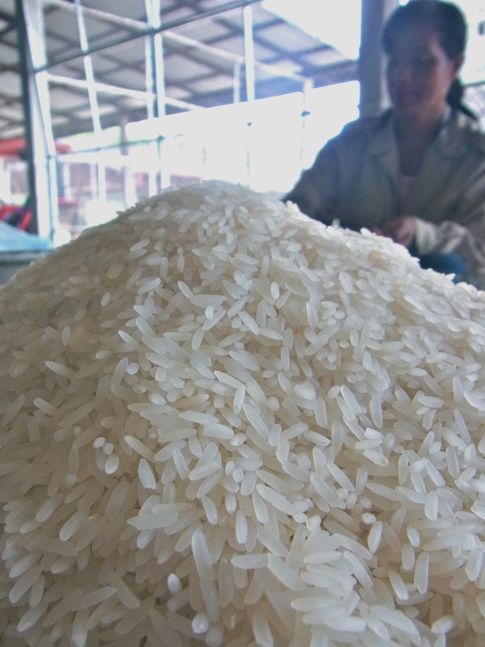 RiceIndica2