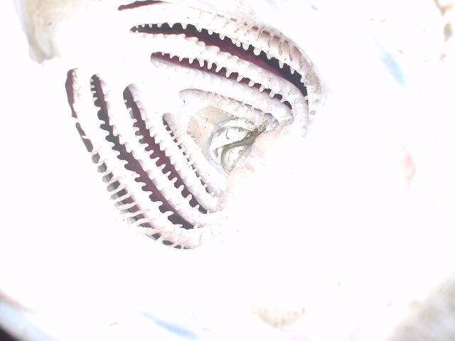 魚の口の中 Banzai Weblog