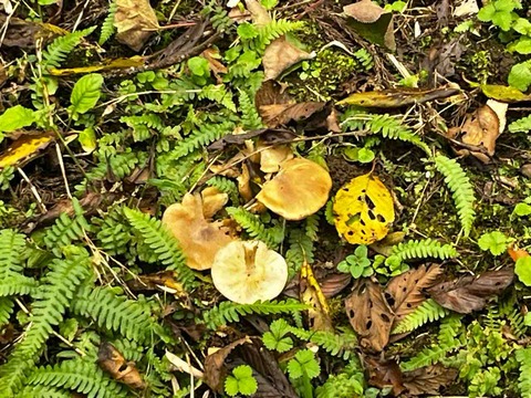 03E64D09-06E2-46D2-A590-90D33A85574E