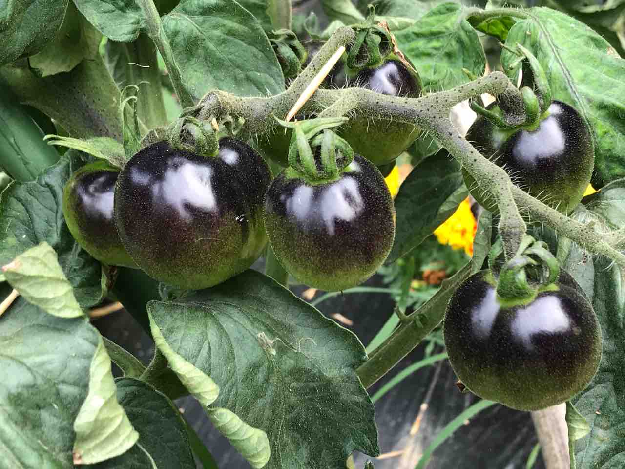 夏野菜の畑は 賑やかです 転がりゆく人生