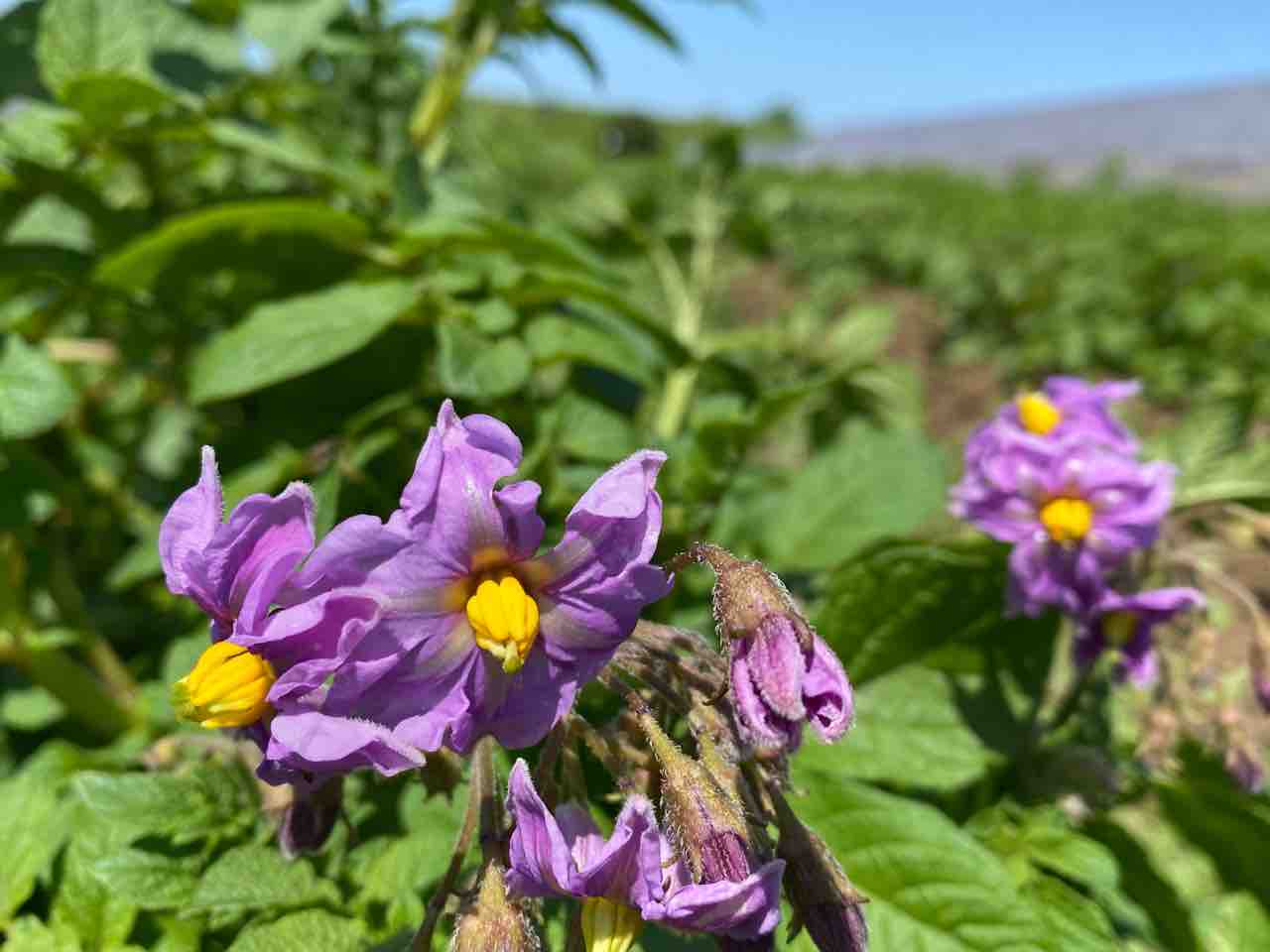 マリーアントワネットのじゃがいもの花 圧倒的中華 のニラ豚 王さん 王府 福源 転がりゆく人生