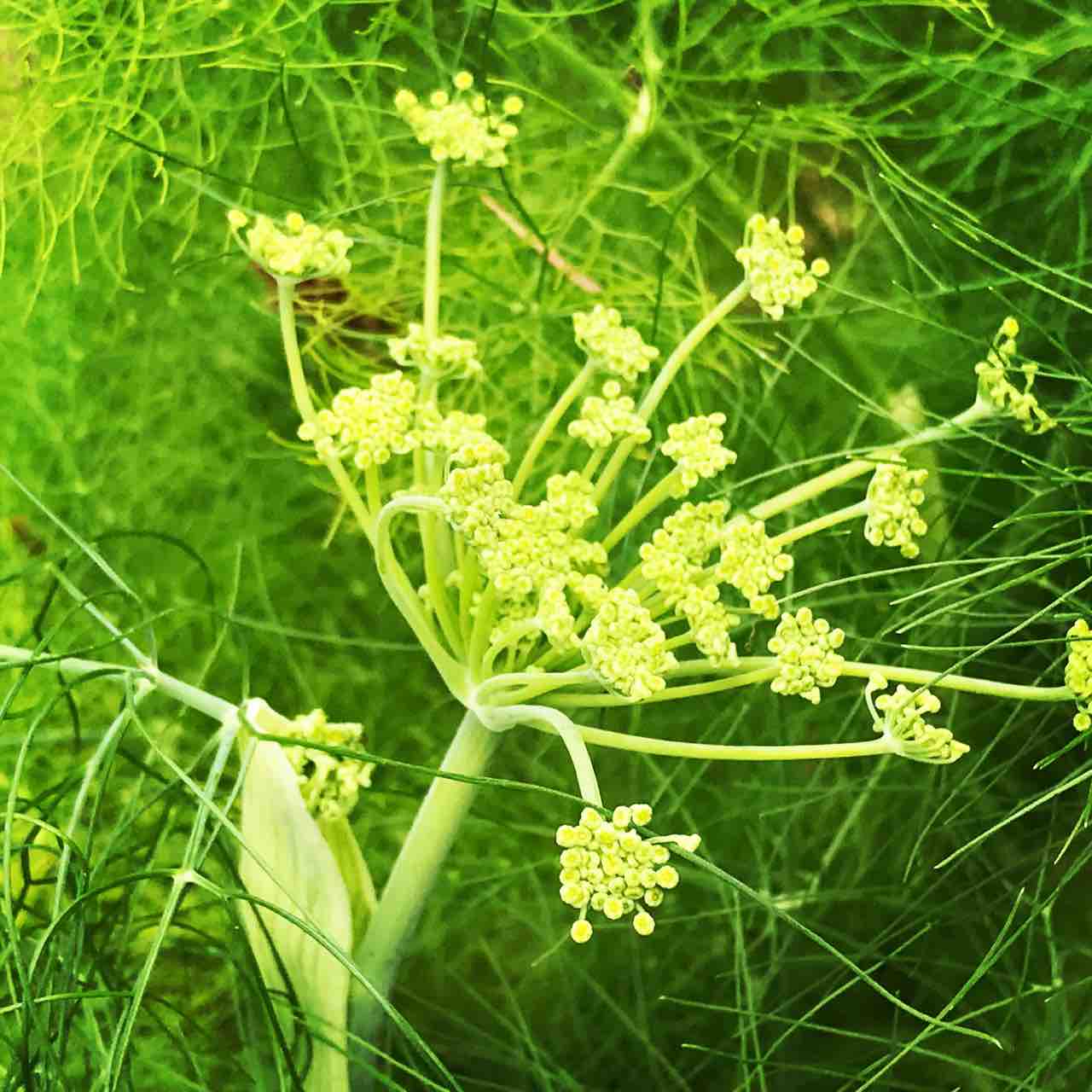 失敗なんか ないよ フェンネルの花と ディルの花 転がりゆく人生