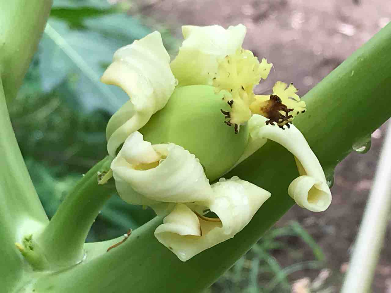 パパイヤ の 燃える思い 転がりゆく人生