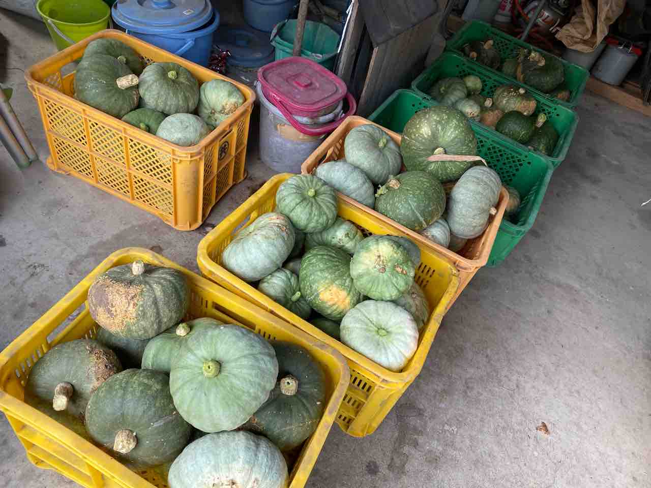 無農薬だけどさｗカボチャとナスと 葉っぱとゴーヤと マコモダケとｗ 転がりゆく人生