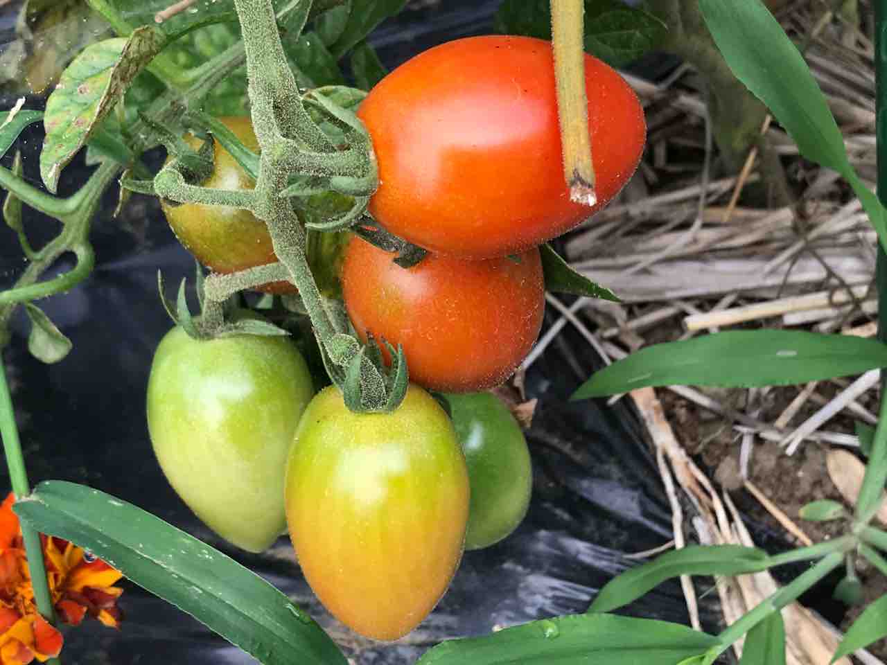 夏野菜の畑は 賑やかです 転がりゆく人生