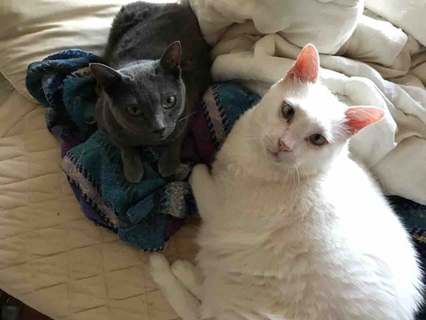 A5AE401F-EB61-498E-93E5-185741EF80AA