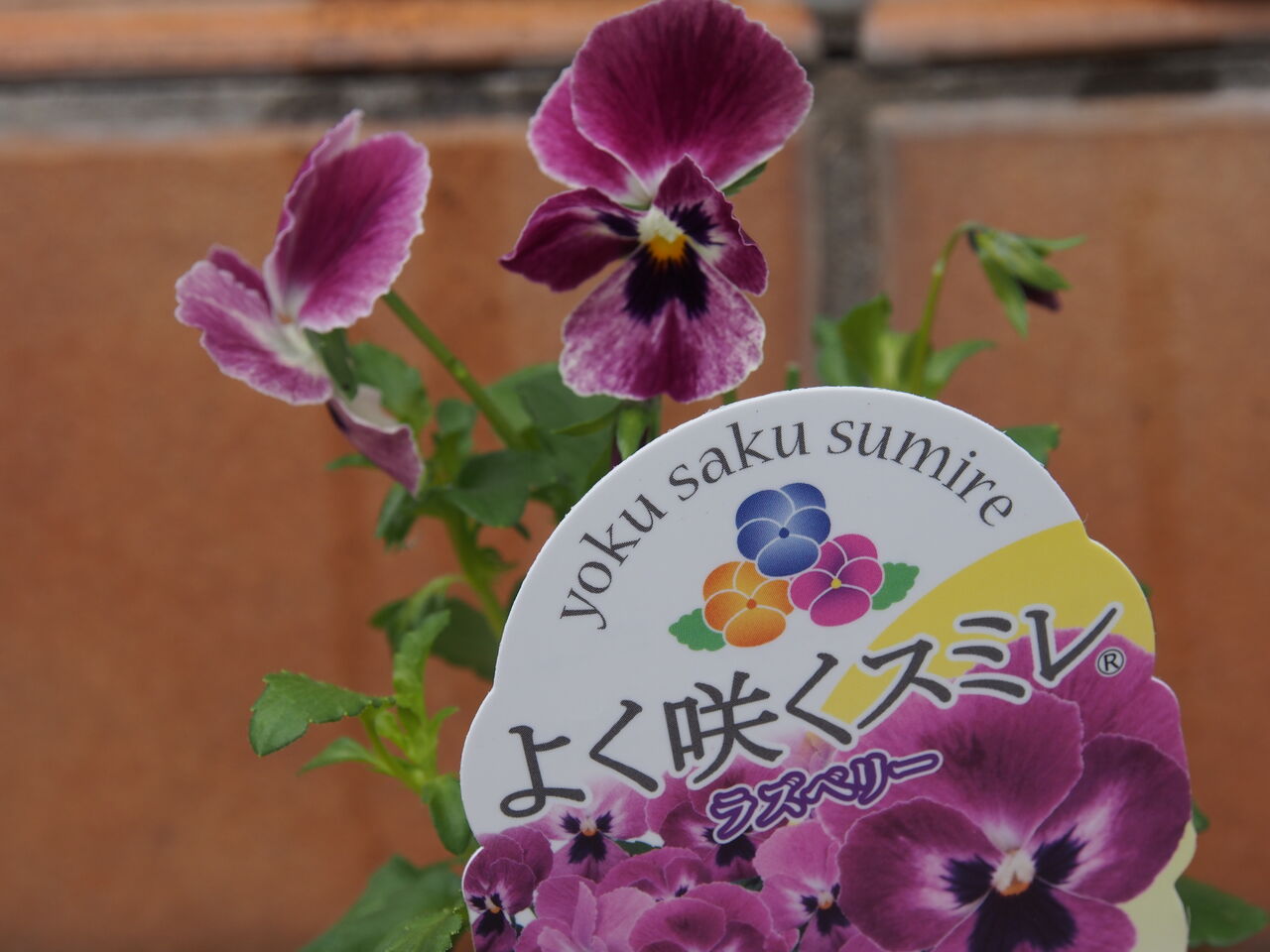 よく咲くスミレ happy day よく咲くスミレ happy day