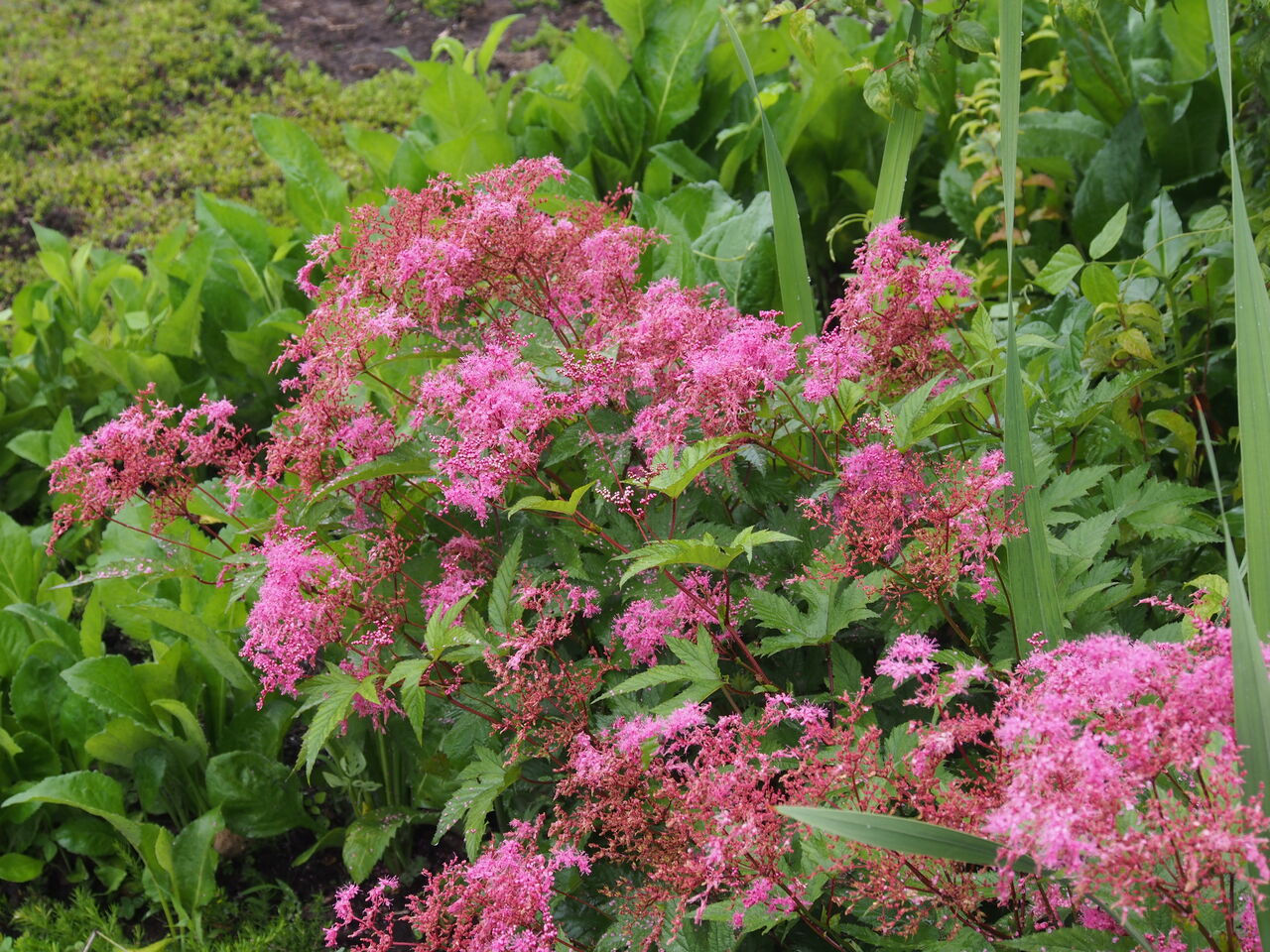 桃 千代姫 の収穫 ｈａｐｐｙ ｄａｙ