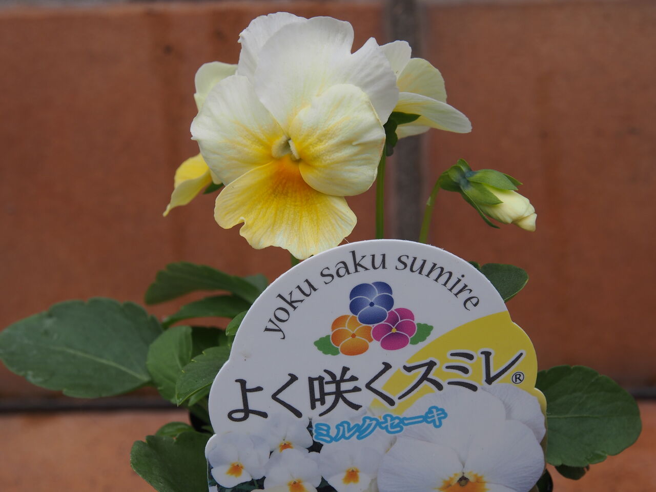 よく咲くスミレ happy day よく咲くスミレ happy day