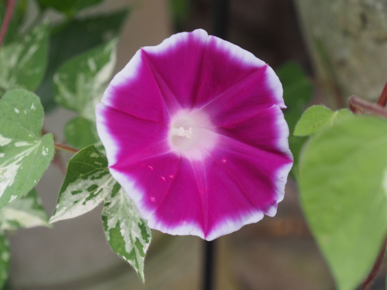 アサガオ ｈａｐｐｙ ｄａｙ