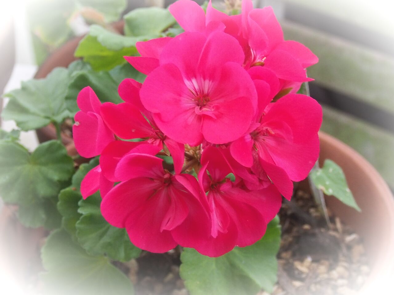 今花がないので 参考にしておきますゼラニウム3種 1590816766330_413178_20200530_