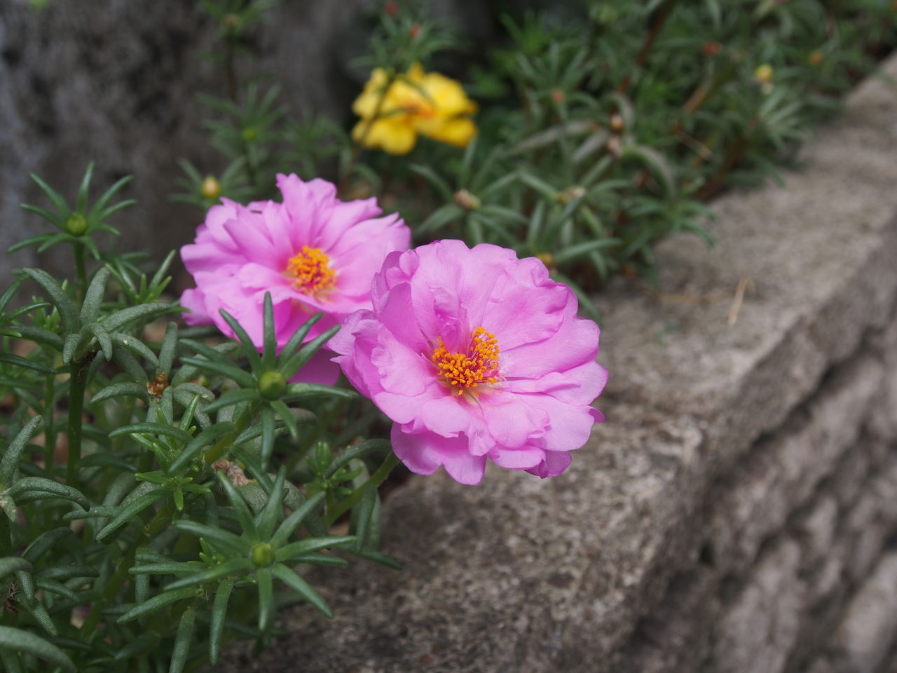 タマスダレ ｈａｐｐｙ ｄａｙ