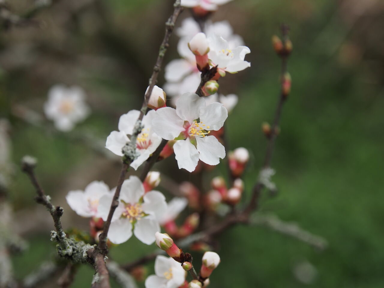 スナップエンドウ ｈａｐｐｙ ｄａｙ