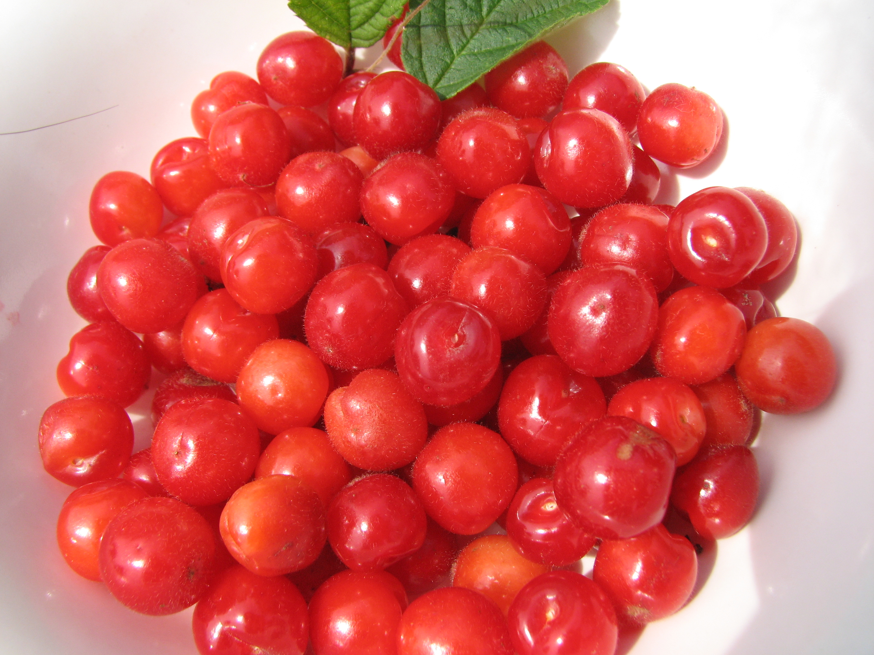 ユスラウメの実 ｈａｐｐｙ ｄａｙ